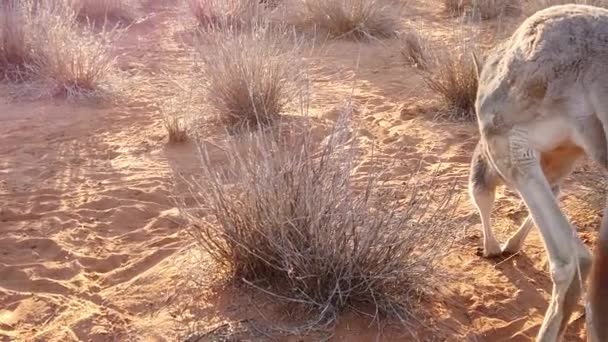 Rotes Känguru auf rotem Sand — Stockvideo