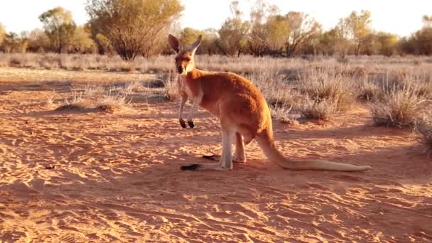 Vörös kenguru szabadban — Stock videók