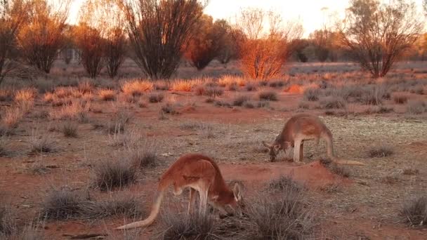 Kangurular Avustralya Yavaş Hareket — Stok video