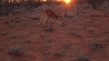 Kırmızı kanguru Orta Avustralya
