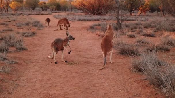 Red kangaroos fighting — Stock Video