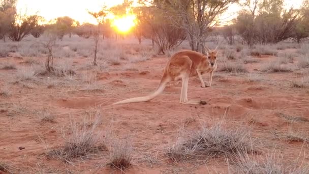 Canguru marsupial australiano — Vídeo de Stock