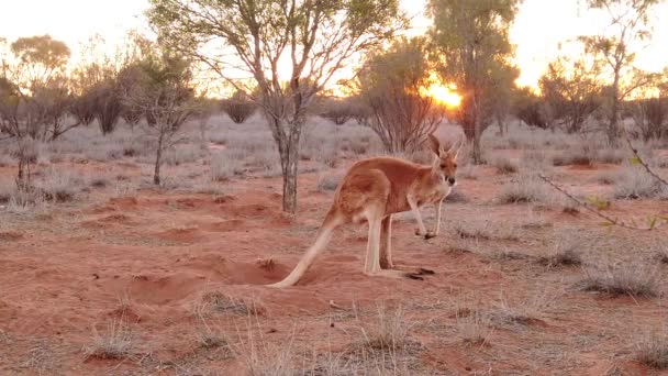 Canguro marsupial australiano — Vídeo de stock