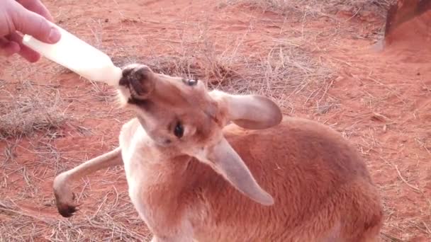 Kangaroo bottle feeding — Stock Video