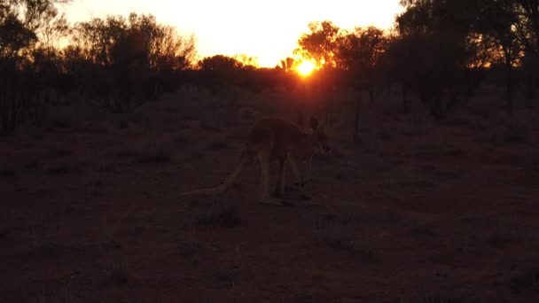Red kangaroo Central Australia — Stock Video