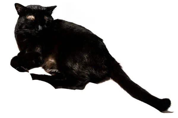 Black cute cat — Stock Photo, Image