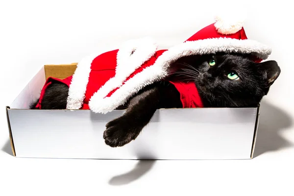 Santa Claus gato — Foto de Stock