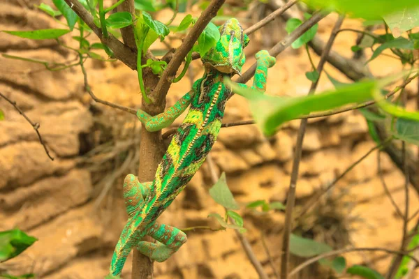 Camaleón verde en el follaje de cerca — Foto de Stock