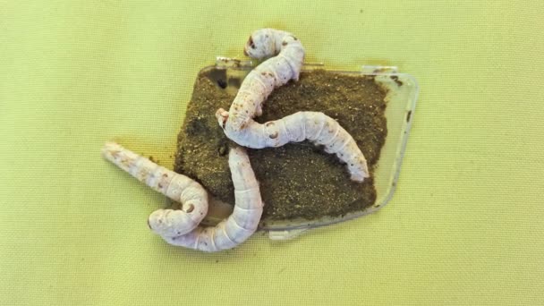 Vista superior primer plano de cuatro gusanos de seda pequeños alimentándose — Vídeos de Stock