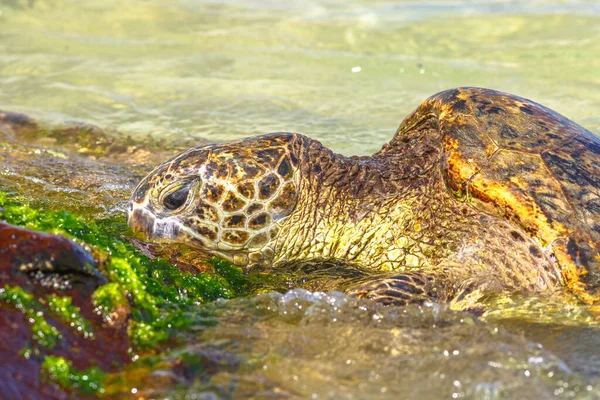 Grüne Meeresschildkröte — Stockfoto