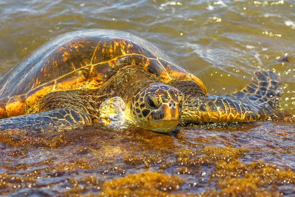 Tortue de mer verte — Photo