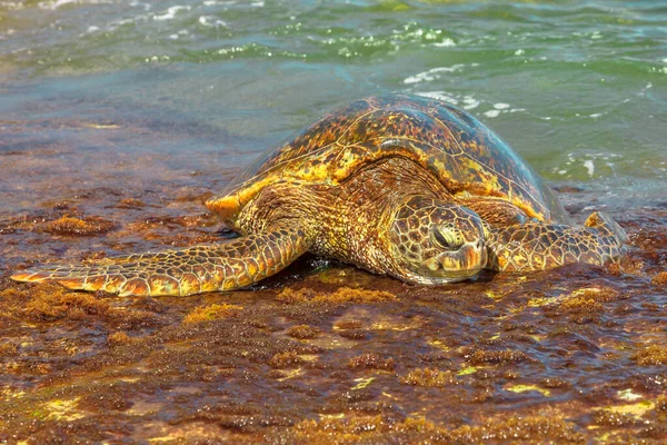 Tortue de mer verte Hawaï — Photo