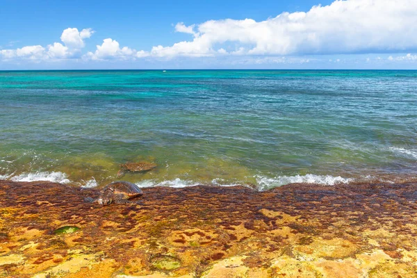 Turtle Beach Oahu — Stock Photo, Image