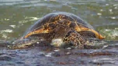 yeşil deniz kaplumbağası