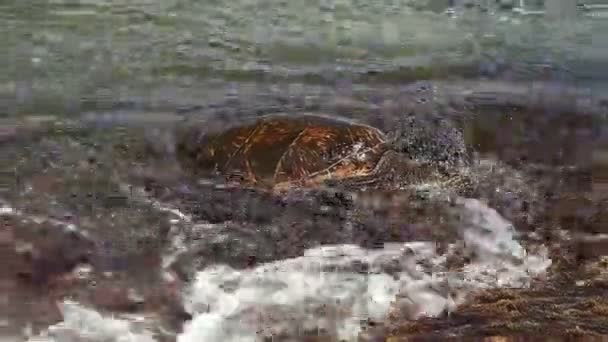 Tartaruga do Mar Verde Havaí — Vídeo de Stock
