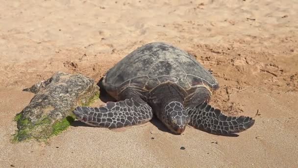 Зеленая черепаха — стоковое видео