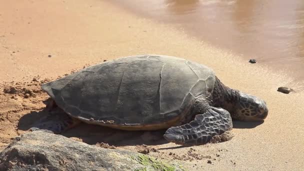 Морская черепаха на песке — стоковое видео