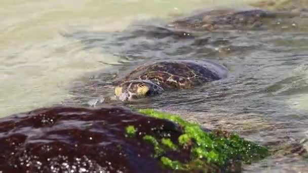 绿海龟 — 图库视频影像