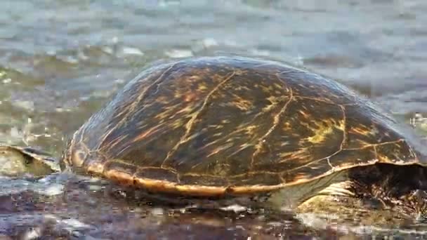 Zeeschildpad op het rif — Stockvideo