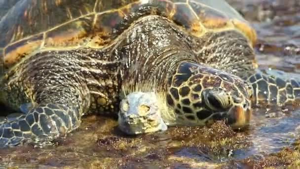 Zelená mořská želva — Stock video