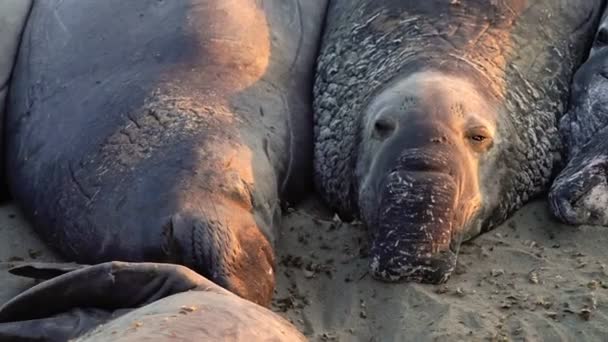 Спящие слоновьи тюлени — стоковое видео