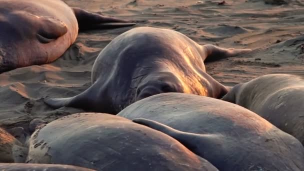 Elephant seal sleeping — Stock Video