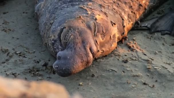 Phoque éléphant dormant au coucher du soleil — Video