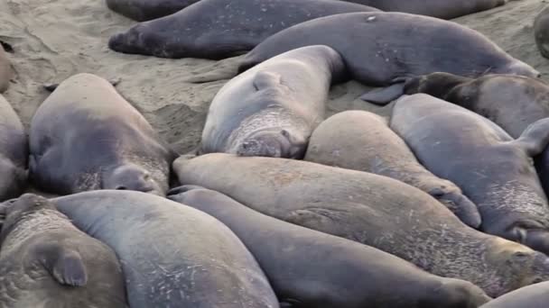 Panorama des colonies californiennes de phoques éléphants — Video