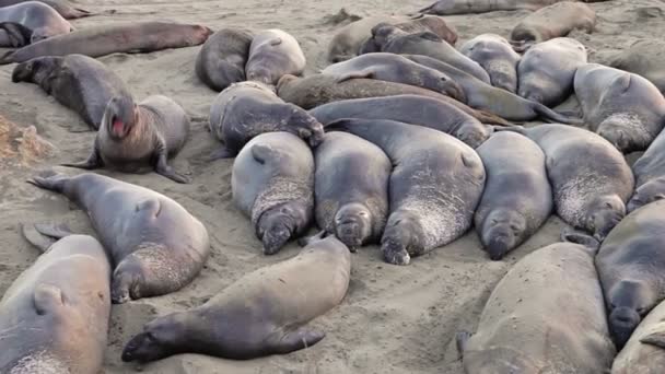 Californian elephant seal colony — Stock Video