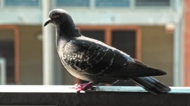 Pigeon domestique commun italien — Video