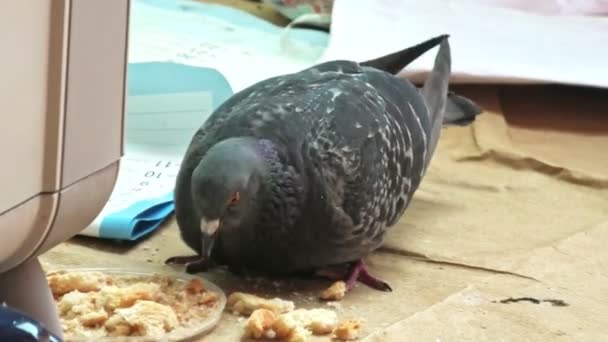 Paloma doméstica común comiendo pan — Vídeos de Stock