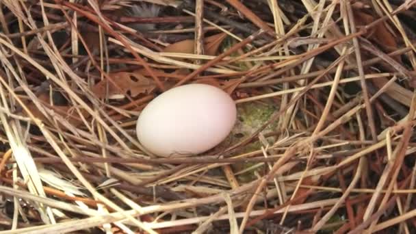 Dekat dari satu telur merpati — Stok Video