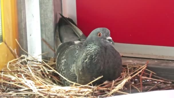 Burung merpati jantan menetas telur — Stok Video