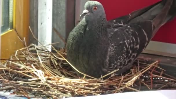 Gemeinsame Stadttaube brütet Eier aus — Stockvideo