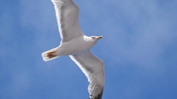 Flying European seagull — Stock Video