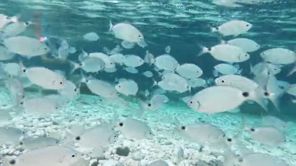 Isola d'Elba Spiaggia Le Ghiaie snorkeling — Video Stock