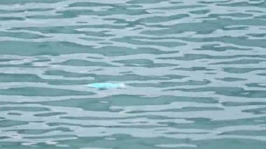 Cerrahi maske denize bırakıldı.