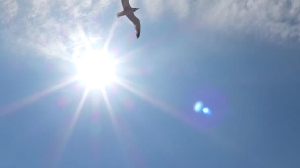 Flying European seagull — Stock Video