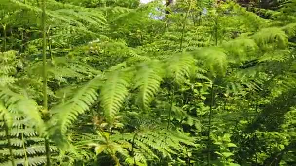 Floresta verde e de fundo samambaias — Vídeo de Stock