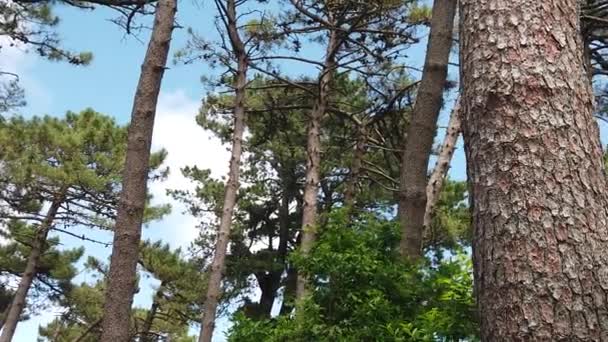 Fondo del bosque de pino — Vídeos de Stock