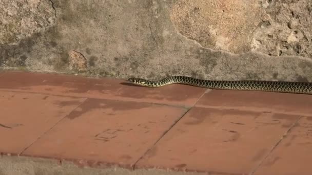 Le serpent fouet vert