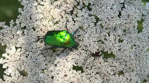 Green rose chafer beetle — Stock Video