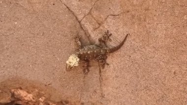 Gri Mağribi duvar kertenkelesi