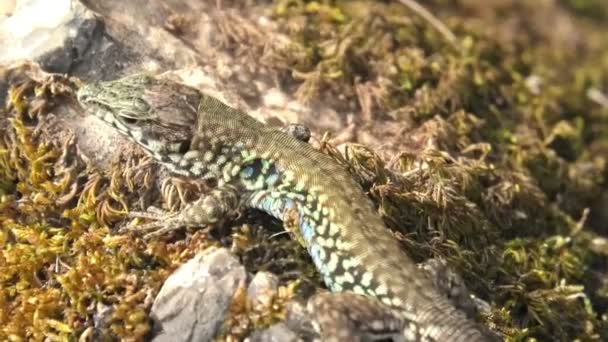 Lagarto mural italiano, lagarto ruina , — Vídeo de stock