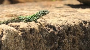 İtalyan duvar kertenkelesi, kertenkeleyi mahvet,