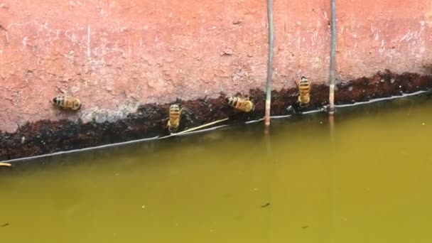Italienska honungsbin dricker — Stockvideo