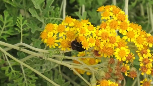 Italian large earth bumblebee on flowers — Stock Video