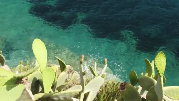 Повітряний морський берег фон з кактусом — стокове відео