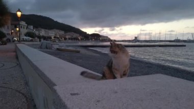 Gece Marciana Marina 'da dişi kedi