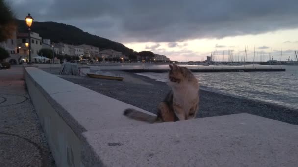 밤에 마르시아 나 마리나에 있는 암컷 고양이 — 비디오